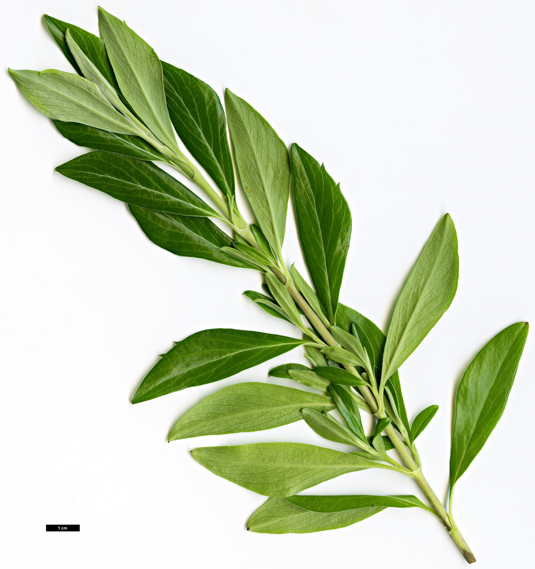 High resolution image: Family: Columelliaceae - Genus: Columellia - Taxon: oblonga - SpeciesSub: subsp. sericea